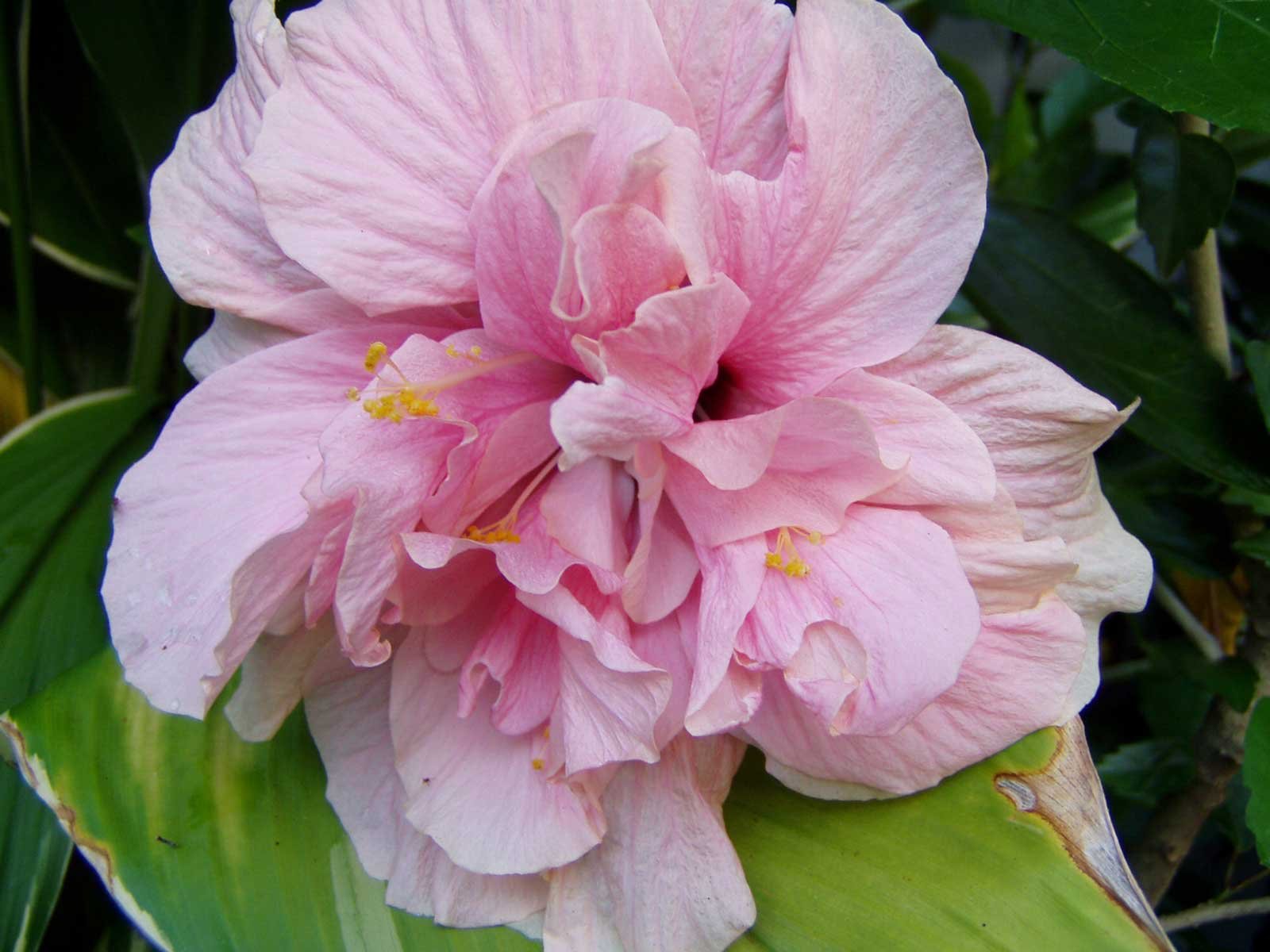 cotton rose Amazon.com : Hibiscus mutabilis Double | Confederate Cotton Rose